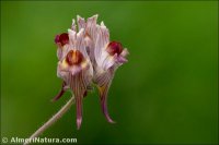 Linaria aeruginea