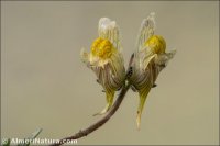 Linaria aeruginea