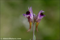 Linaria aeruginea