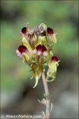 Linaria aeruginea