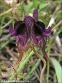 Linaria aeruginea