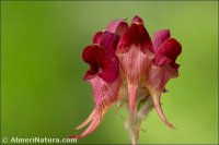Linaria aeruginea