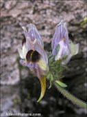 Linaria aeruginea