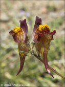 Linaria aeruginea