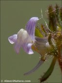 Linaria arvensis