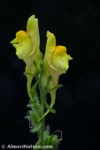 Linaria cavanillesii