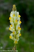 Linaria hirta