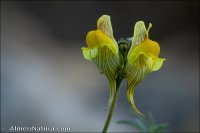 Linaria ilergabona
