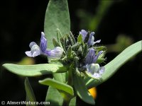 Linaria micrantha