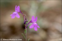 Linaria nigricans
var. fragrans