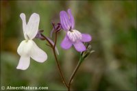 Linaria nigricans