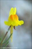 Linaria oblongifolia
subsp. aragonensis