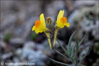 Linaria oblongifolia subsp. aragonensis