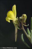 Linaria oblongifolia
ssp aragonensis