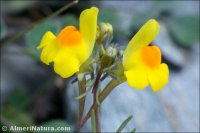 Linaria oblongifolia
ssp benitoi