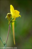 Linaria oligantha