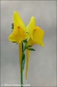 Linaria oligantha