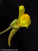 Linaria pedunculata