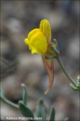 Linaria pedunculata