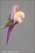 Linaria pedunculata