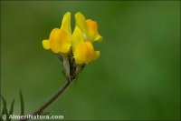 Linaria salzmannii
var. flava