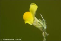 Linaria salzmannii