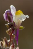 Linaria saturejoides