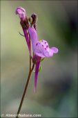 Linaria semialata