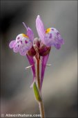 Linaria semialata