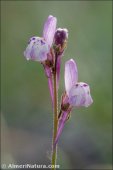 Linaria semialata