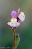 Linaria semialata