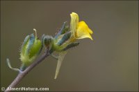 Linaria simplex