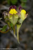 Linaria verticillata
