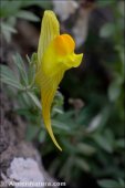 Linaria verticillata
