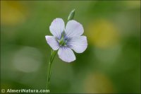 Linum bienne