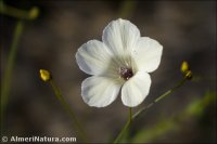 Linum jimenezii