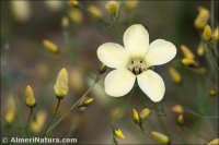 Linum jimenezii