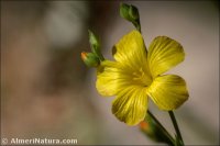 Linum maritimum