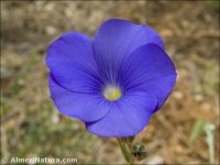 Linum narbonense