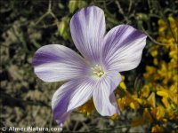 Linum narbonense