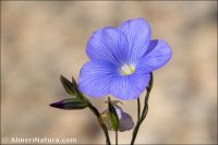 Linum narbonense