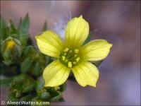 Linum strictum