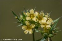 Linum strictum