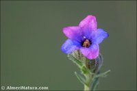 Lithodora fruticosa