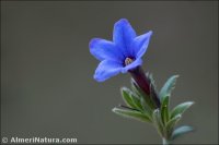 Lithodora fruticosa