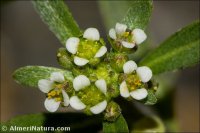 Lobularia libyca