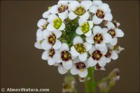 Lobularia maritima