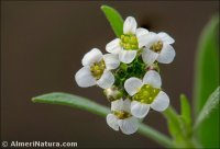 Lobularia maritima