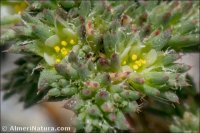 Loeflingia baetica