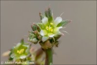 Loeflingia hispanica